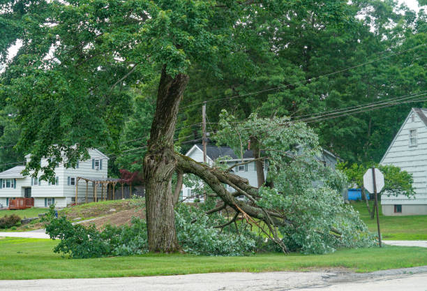 The Steps Involved in Our Tree Care Process in Capitan, NM